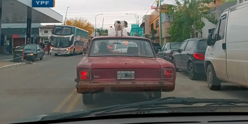 Insólito: un vehículo se paseó con un perro en el techo por una avenida en La Plata