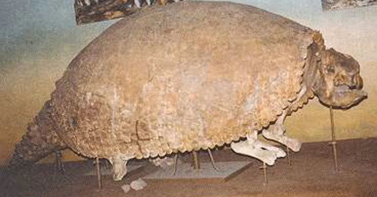 Two children found unpublished remains of a glyptodont in Mar del Plata