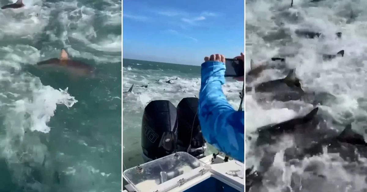 Impressive video of a small fishing boat surrounded by dozens of hungry sharks