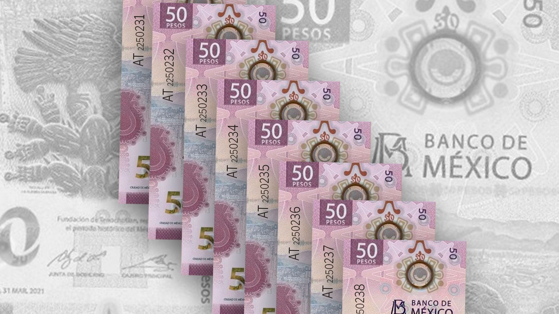 El billete del ajolote está considerado como uno de los más bonitos del mundo. (Jovani Pérez)