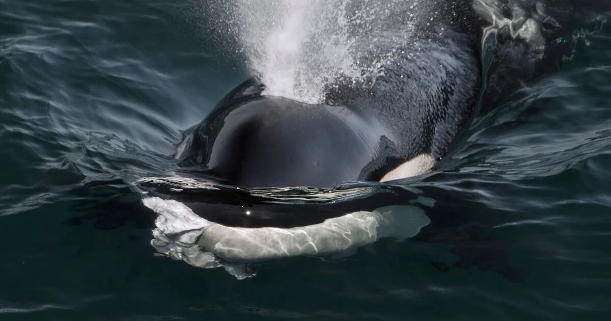 Portugal proibiu barcos turísticos de se aproximarem de orcas na costa da Península Ibérica para evitar novos incidentes