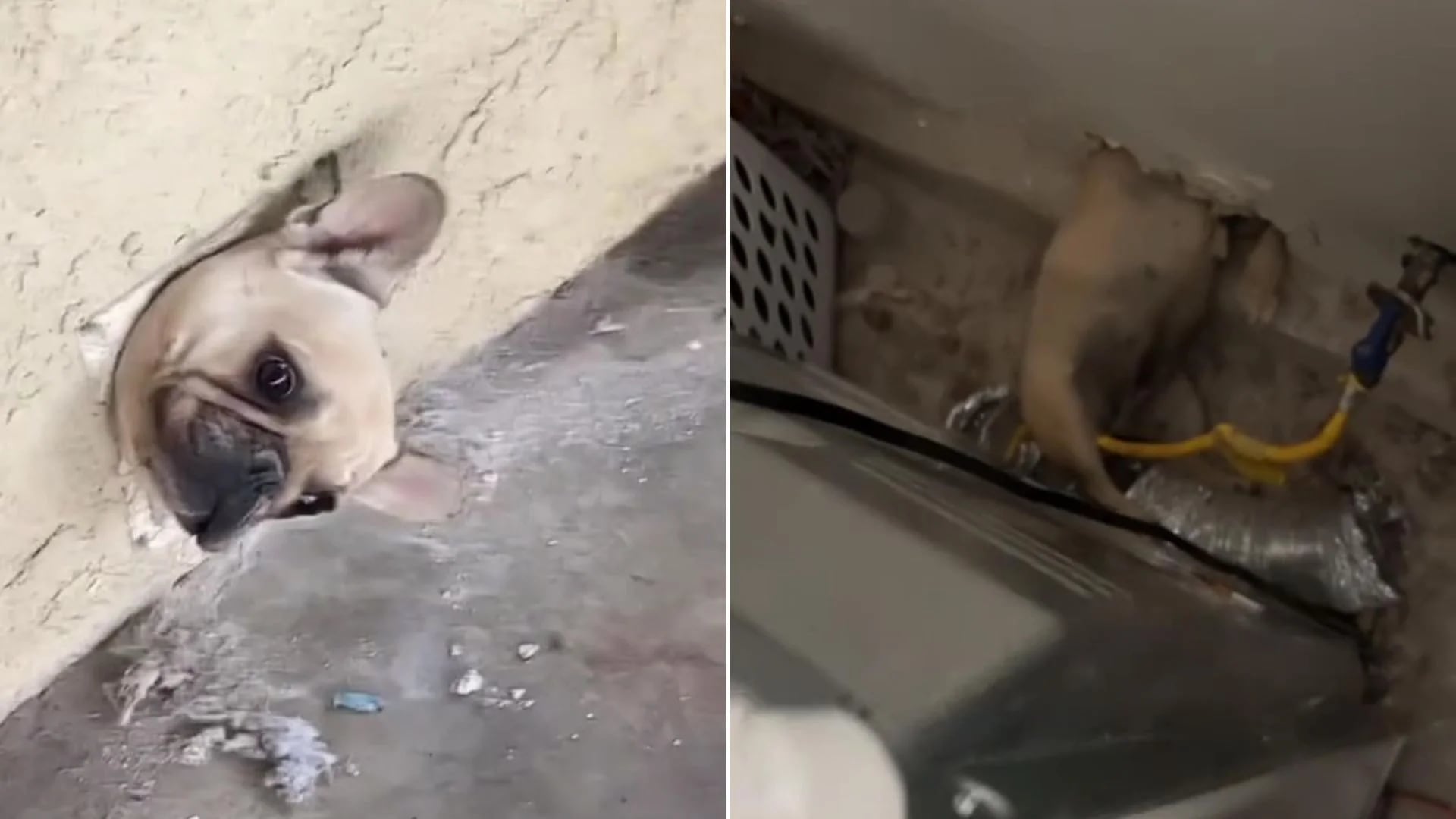 Un bulldog francés quedó atrapado en una pared y se convirtió en una sensación en TikTok. (@sandyc508)