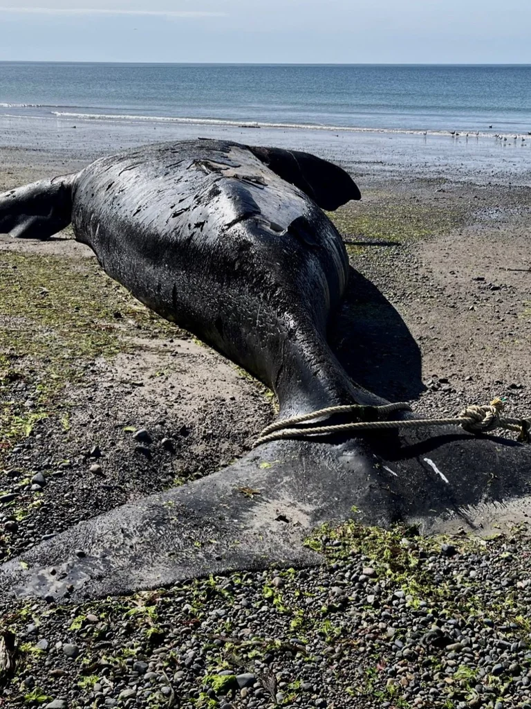 La continua aparición de ballenas muertas encendió las alarmas y provoca la preocupación de los especialistas 