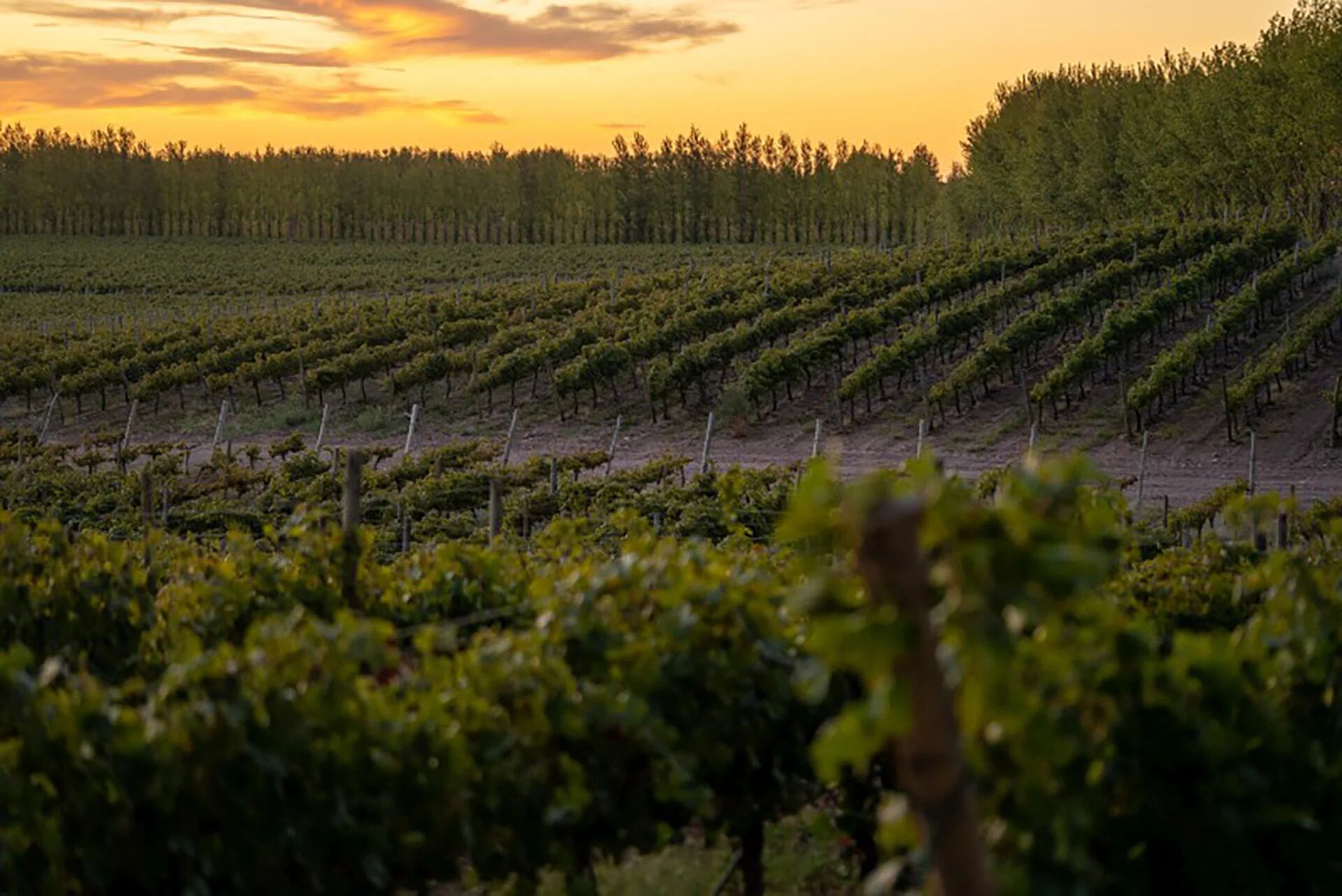 El manejo agroecológico, con balance y equilibrio, permite entender y saber todo lo que pasa alrededor de la vid, y así buscar mejorar la calidad de los vinos