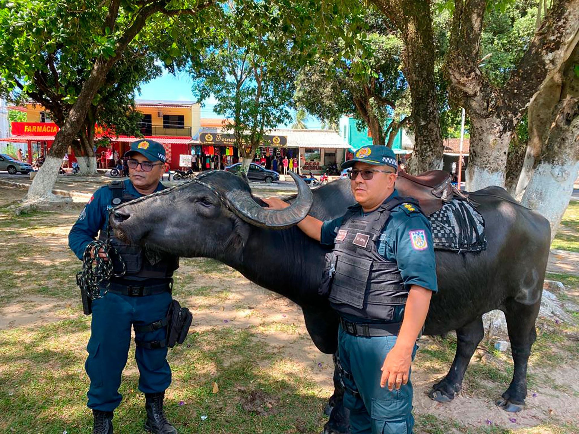 La policía de la isla de Marajó en el estado de Pará, usa búfalos como medios de transporte. Foto: Marcos Colombo