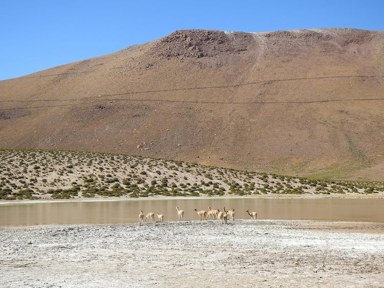 Atacama - Flavia Tomaello