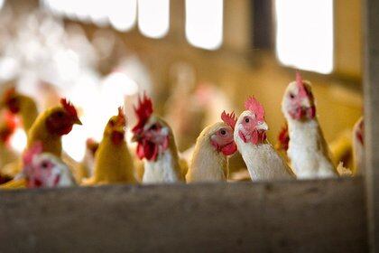 FOTO DE ARCHIVO: Pollos de corral en el interior de una granja avícola en Ruurlo, Países Bajos, 23 de agosto de 2005. REUTERS/Michael Kooren