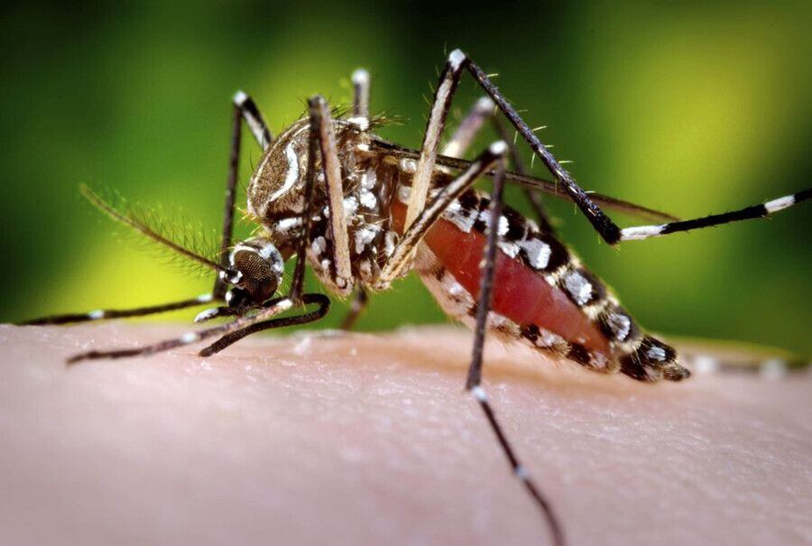 Hay preocupación por aumento de casos de dengue en Colombia - crédito La Patria Colprensa