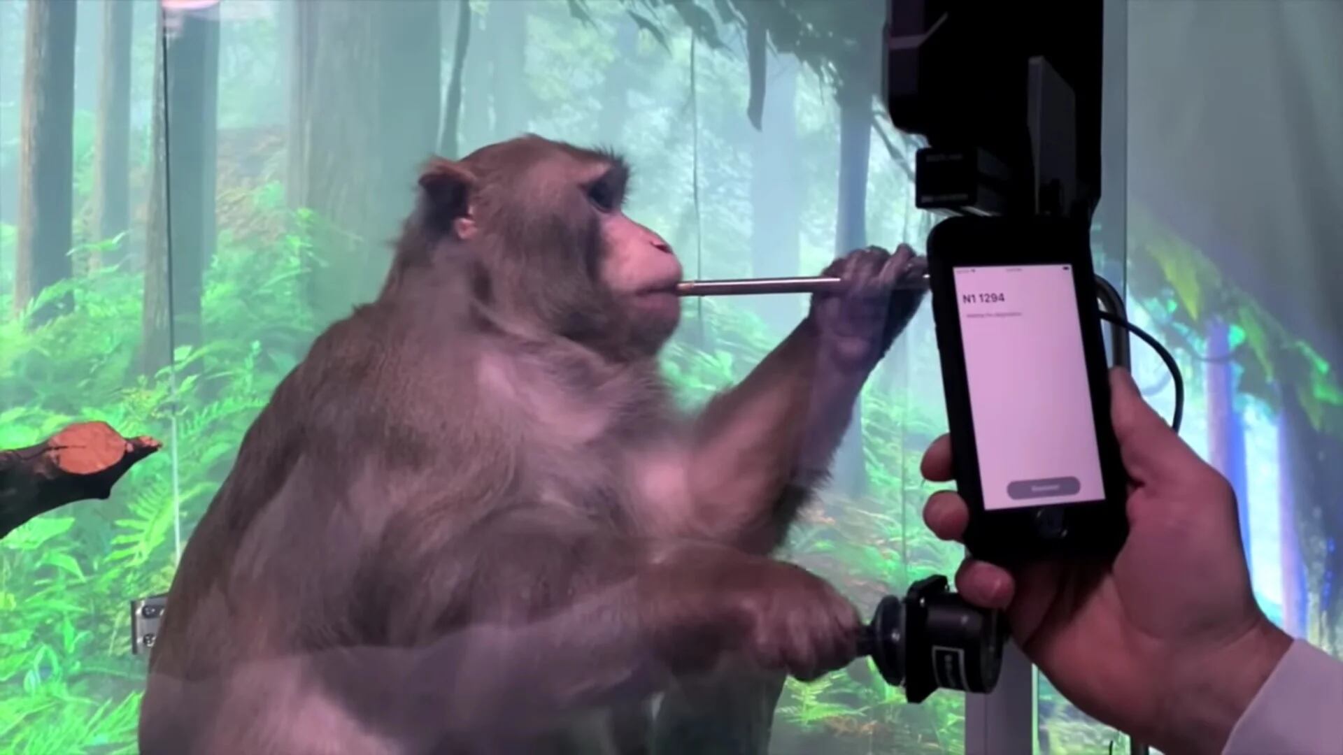 Video: Elon Musk mostró un mono jugando al Pong con la mente