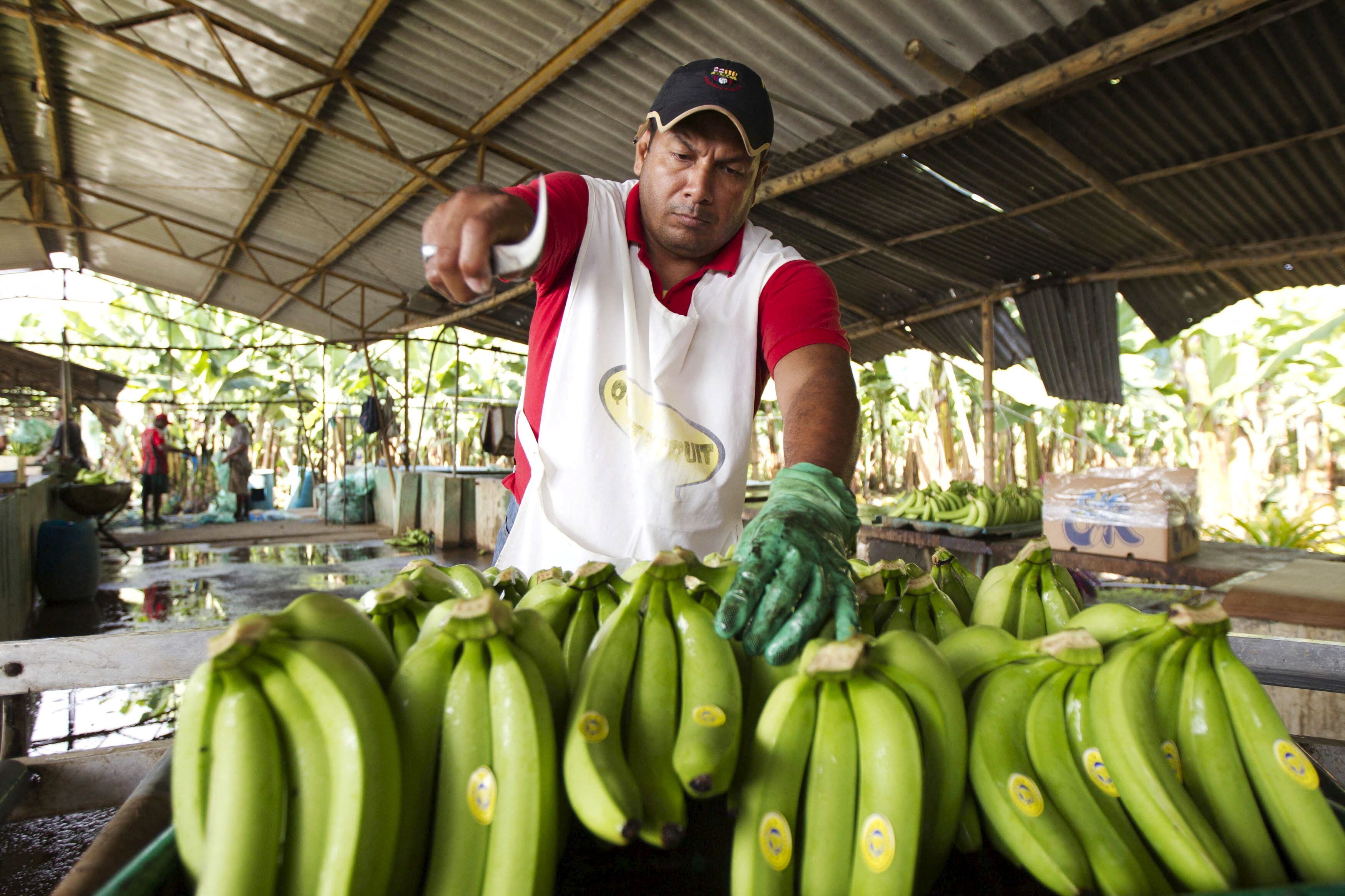 Los bananeros de Ecuador también están preocupados por los efectos de El Niño en sus plantaciones. (REUTERS/Guillermo Granja/File Photo)