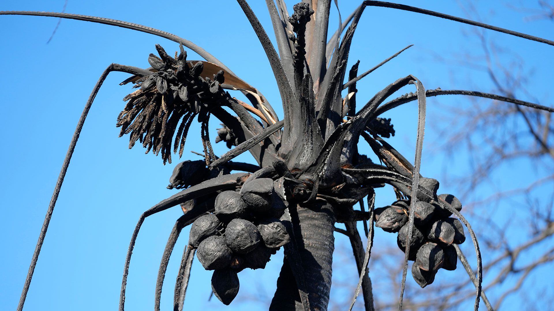 Se ve una palmera con cocos quemados en Lahaina