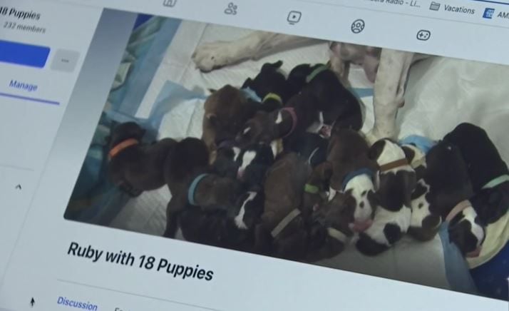 En Facebook, los cachorros de Ruby reciben donaciones y cariño de Texas