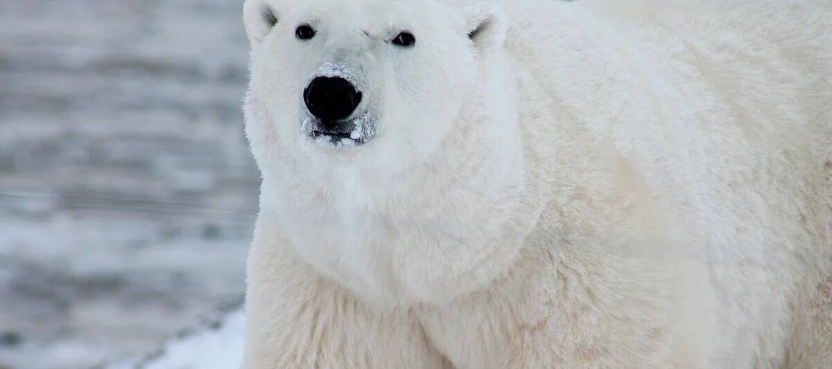 Los hielos se derriten y amenazan el hábitat de los osos polares - Infobae