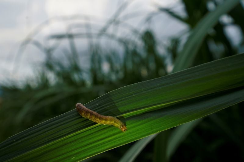 Un gusano cogollero, que generalmente sale por la noche, se ve en la cosecha de caña de azúcar al anochecer en un pueblo de Menghai, Yunnan, China. (REUTERS/Aly Song)
