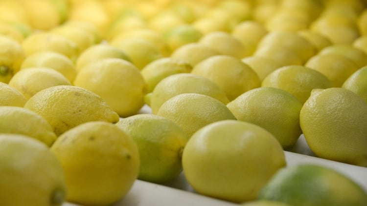 La Argentina es el mayor productor y exportador de limones