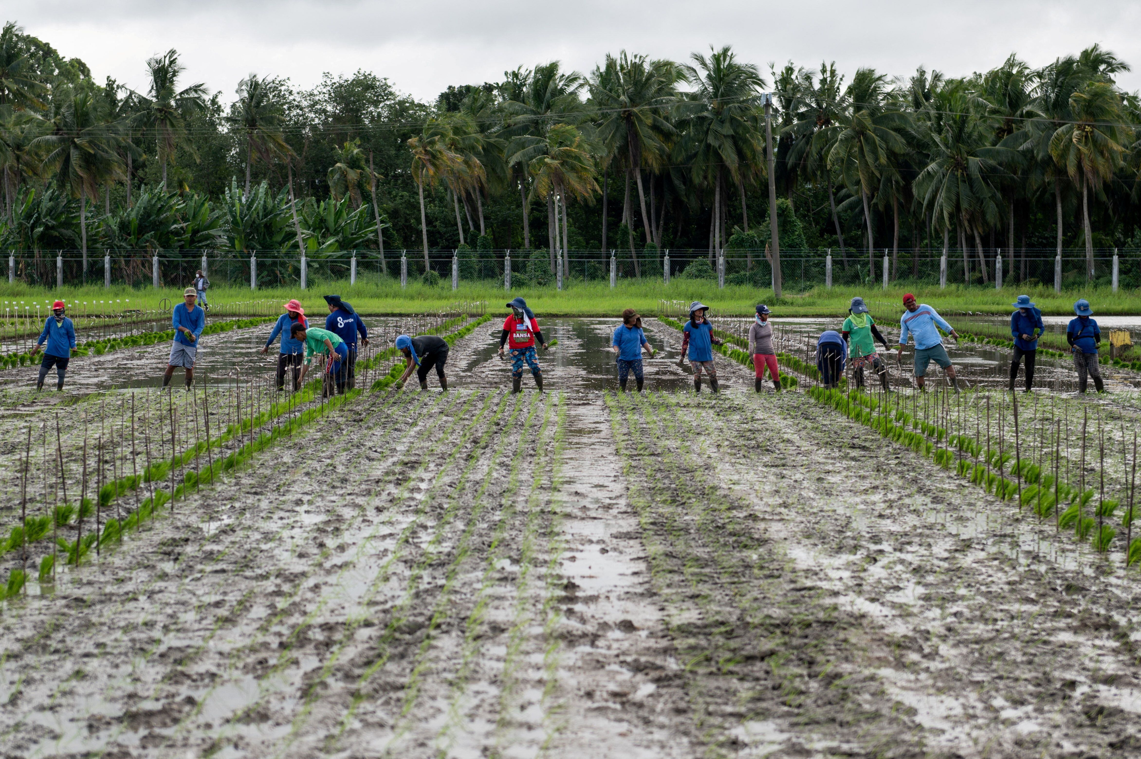 Agricultores plantan plántulas de arroz de una variedad resistente al cambio climático (REUTERS/Lisa Marie David)