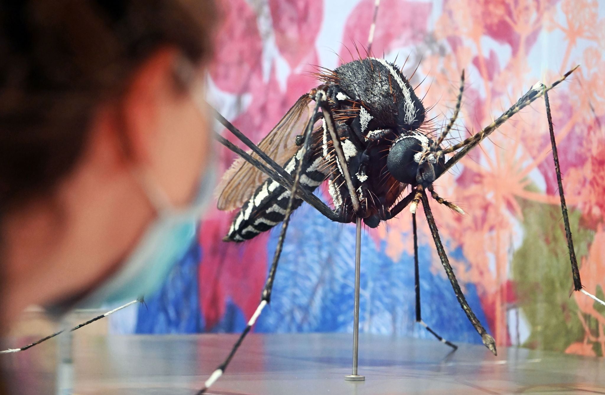 Los mosquitos pueden usar su sentido del olfato para identificar a su próxima víctima humana, incluso si el olor de esa persona se mezcla con el de los animales cercanos y el ambiente circundante (Uli Deck)