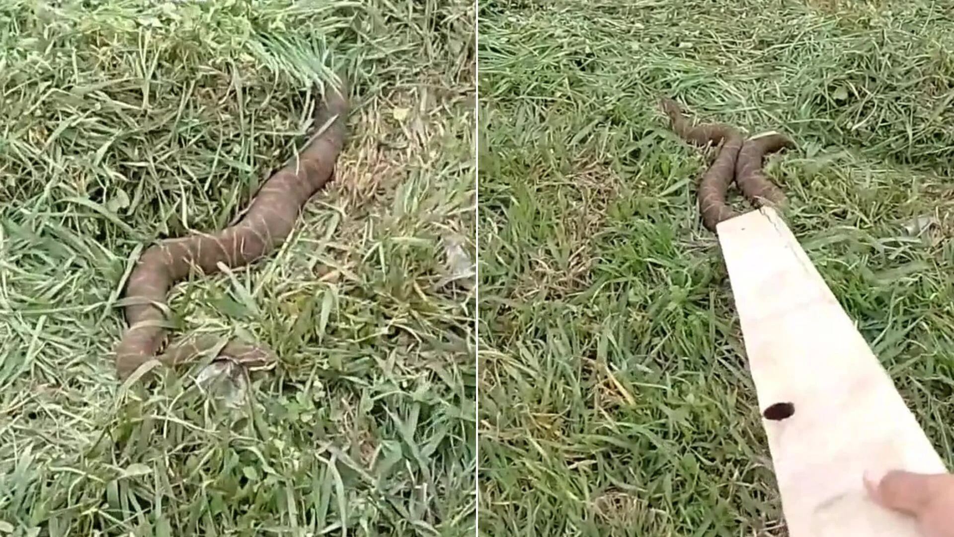 Encuentro sorprendente en la Ruta 14: un camionero se topó con una serpiente de casi dos metros. (TikTok)