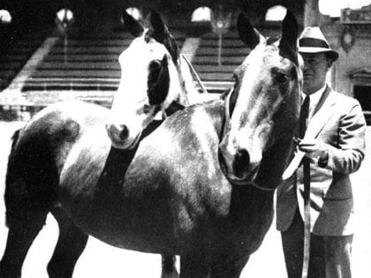 Misión cumplida. El suizo Tschiffely junto a sus caballos. (Fotografía Revista Caras y Caretas)