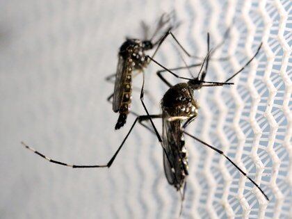 El Aedes aegypti es el vector que transmite de la enfermedad - REUTERS/Paulo Whitaker/File Photo