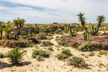 Como su nombre indica, Praia da Ilha de Tavira es una isla, o más bien, es un banco de arena con forma de duna que flota frente a la costa en la bonita Tavira