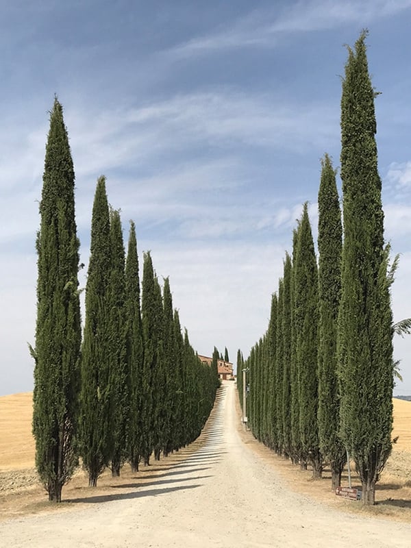 En la categoría “Árboles” el primer lugar fue para Lidia Muntean (Rumania) con “Road of Tuscany” (Ruta de la Toscana). La foto se tomó con un iPhone 7 Plus en Valle de Orcia, en la provincia de Siena, en Toscana, Italia.