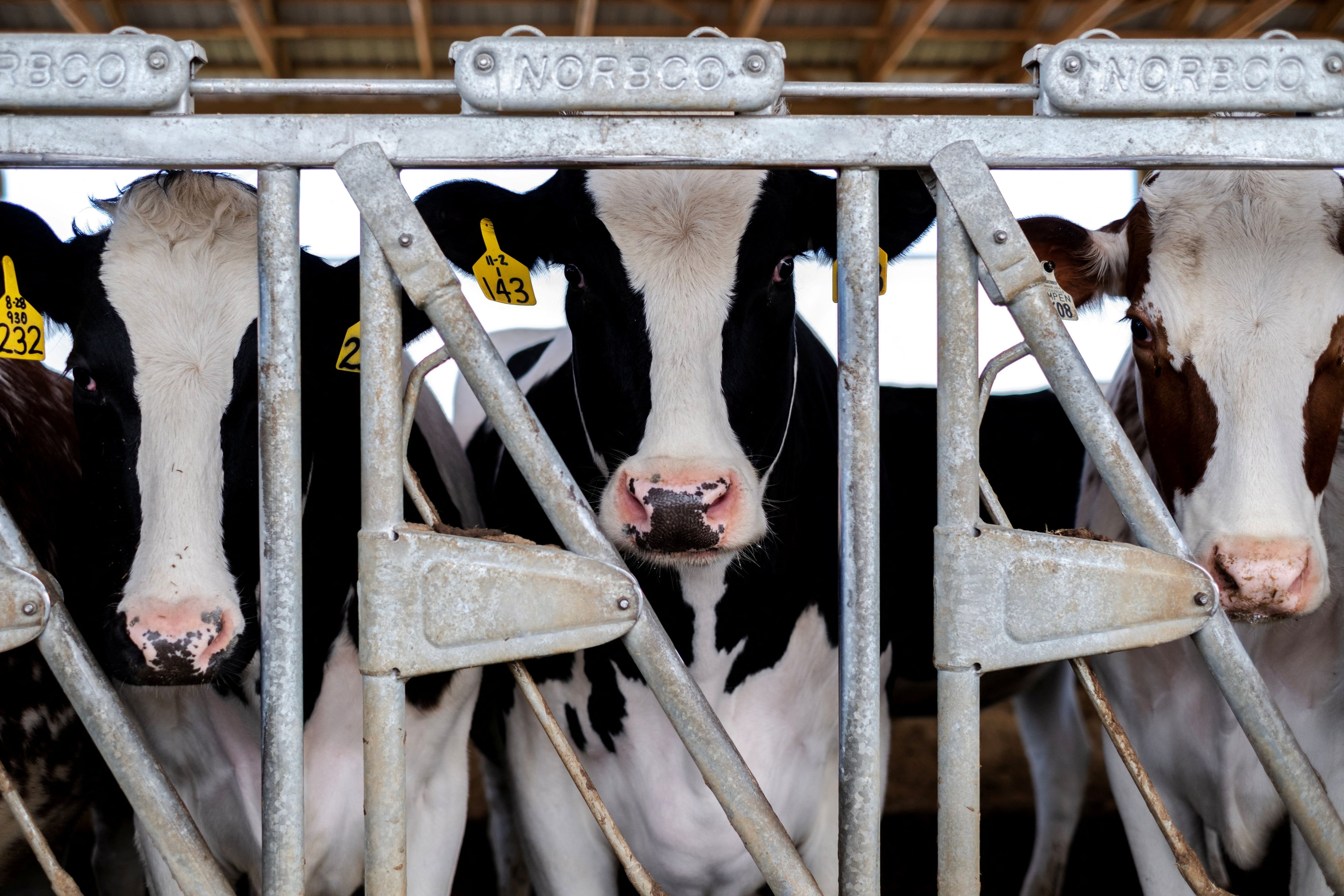 El virus de la gripe aviar se detectó en vacas lecheras de 33 rebaños en los Estados Unidos. También la FDA informó que el 20% de las muestras de leche analizadas del mercado minorista contenían “fragmentos virales”/   REUTERS/Jim Vondruska