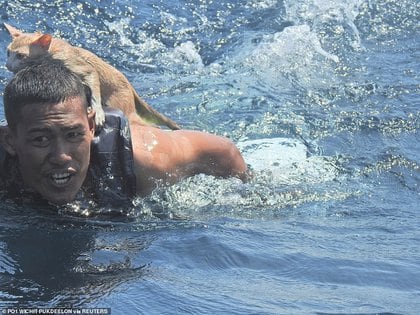 Datsaban carried four cats on his back, floated himself using his life jacket, and was then carried to his naval ship by other members of the Thai Navy.  Photo: Reuters. 