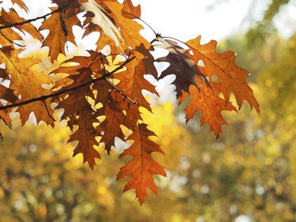 Las hojas de naranja son el sello distintivo del otoño (Foto: Pxhere)