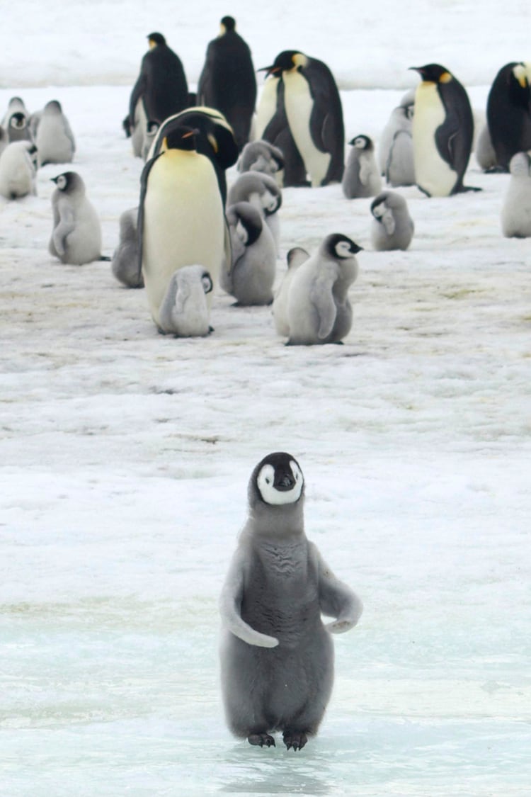 El pingüino emperador puede pesar entre 20 y 45 kilos, es el más grande de las 18 especies