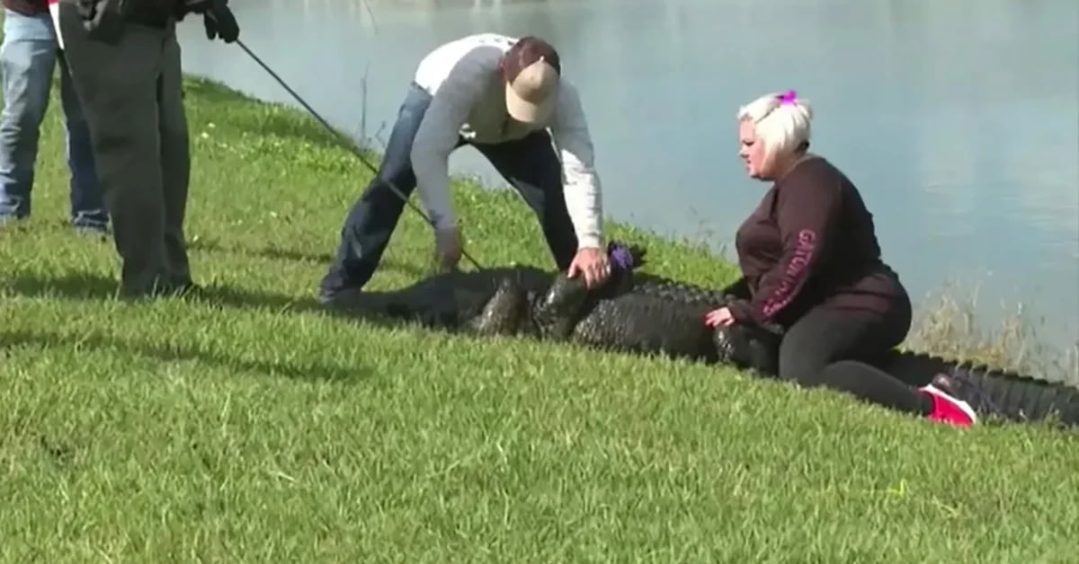 An alligator killed an 85-year-old woman who was walking her dog in Florida