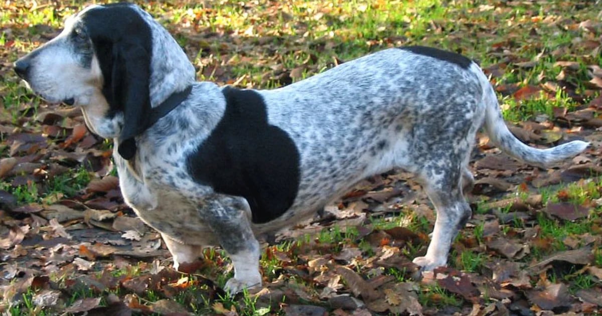 Razze di cani: esigenze, personalità e tutto quello che c’è da sapere sul bassetto blu della Guascogna