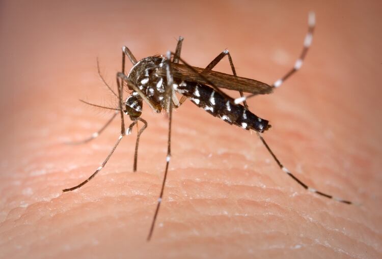 Ya suman tres las muertes por dengue en la provincia de Buenos Aires.