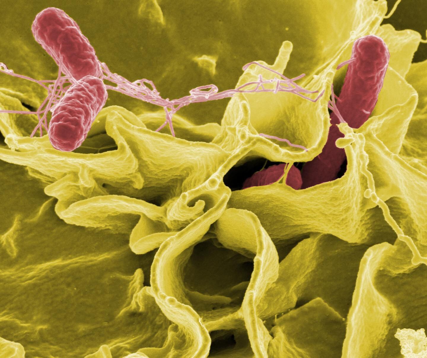 Salmonella bacteria (pink), a common cause of foodborne disease, invade a human epithelial cell.  CREDIT NIAID