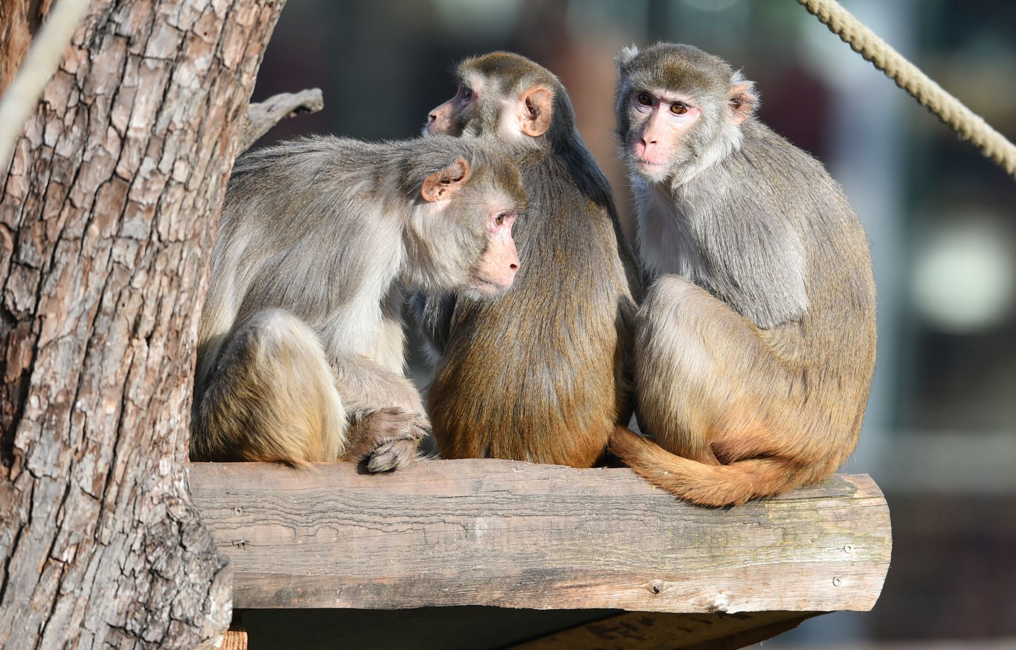 El estudio se realizó en ocho macacos: a cuatro le aplicaron la terapia génica y a los otros cuatro, placebo (Picture alliance / dpa)