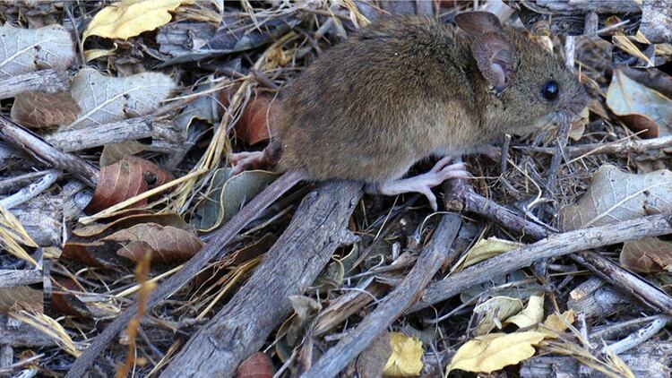 El ratón Colomys callosus es el encargado de transmitir el Machupo en Bolivia, un ratón que habita las zonas rurales tropicales, conocido también como ratón maicero. En Argentina es el Colomys musculinus el ratón colilargo que transmite el hantaviurus