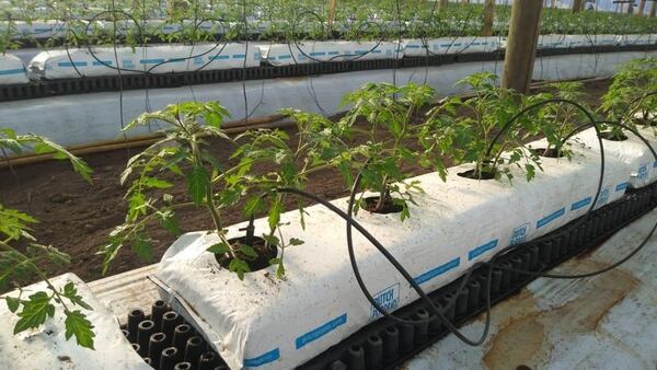 Los tomates platenses elaborados con plantines en sustrato de fibra de coco alcanzaron una mejora del rendimiento de hasta el 40% comparado con los desarrollados de manera tradicional