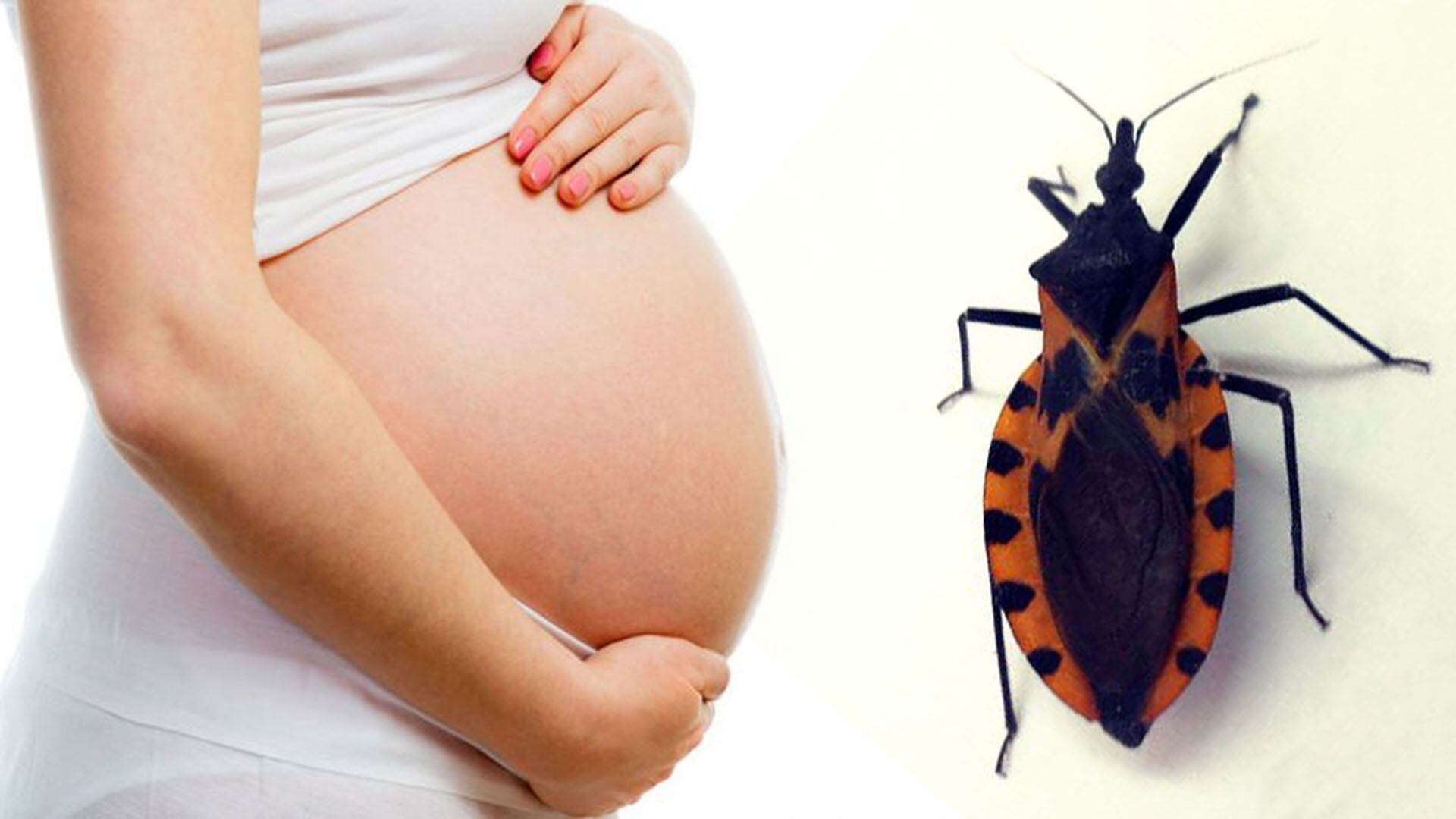 El Chagas es una enfermedad que suele ser asintomática que debe ser detectada antes o durante el embarazo