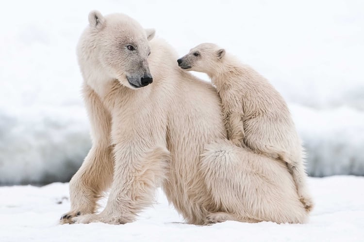 El equipo de científicos estudió específicamente una subpoblación de osos que dependen del hielo marino estacional en la Bahía de Baffin (Shutterstock)