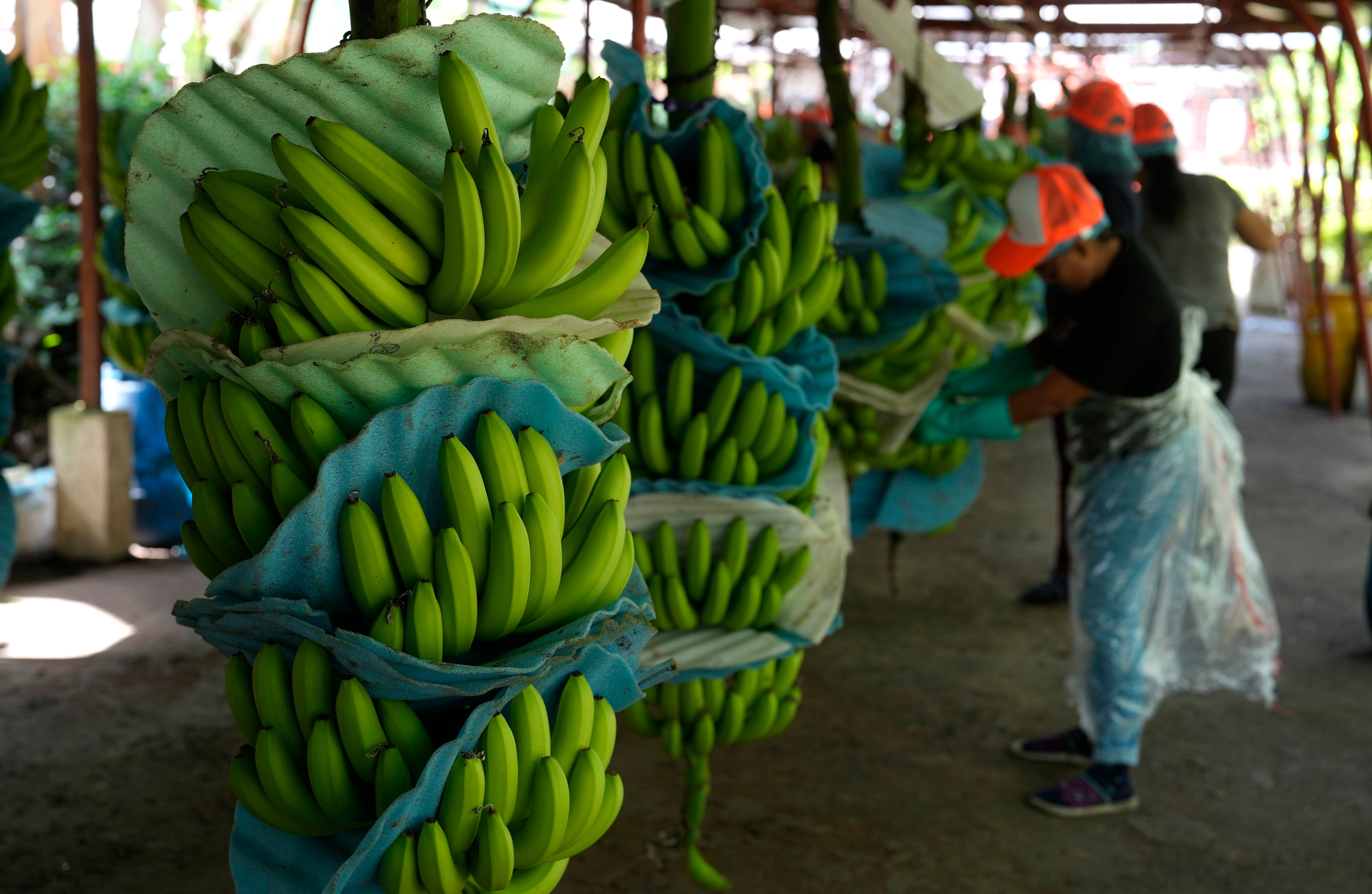 El banano es uno de los productos no petroleros más exportado de Ecuador. (AP Foto/Martín Mejía)