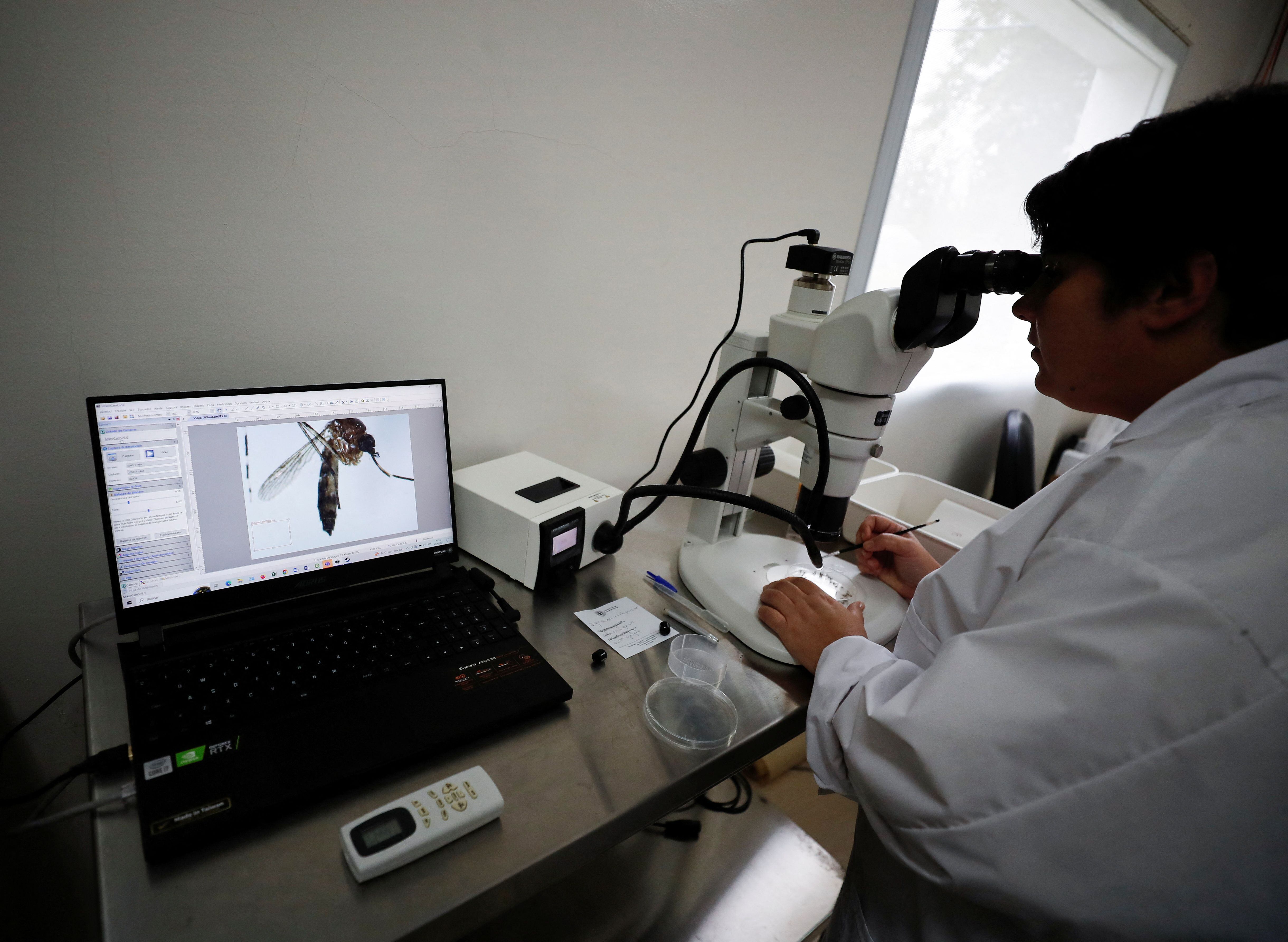 Technician Marianela Garcia Alba, 39, looks at an Aedes aegypti mosquito under a microscope at the CNEA (National Atomic Energy Commission), in Ezeiza, in the outskirts of Buenos Aires, Argentina April 12, 2023. REUTERS/Agustin Marcarian