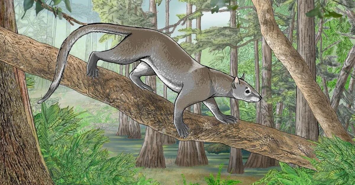 Science.-Modern mammals originated after the end of the dinosaurs