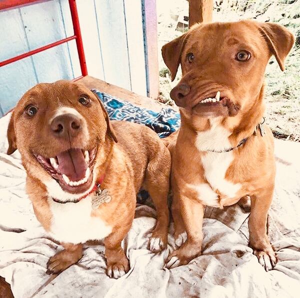 Picasso junto a su inseparable hermano Pablo, han sido adoptados y comenzarán una nueva vida como perros de terapia