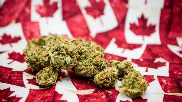 En Canadá el uso medicinal de la planta de cannabis es legal desde 2001