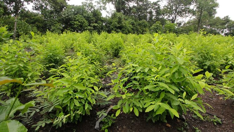 El país pasó de tener 146.000 hectáreas cultivadas de coca en 2016, a 171.000 en 2017.
