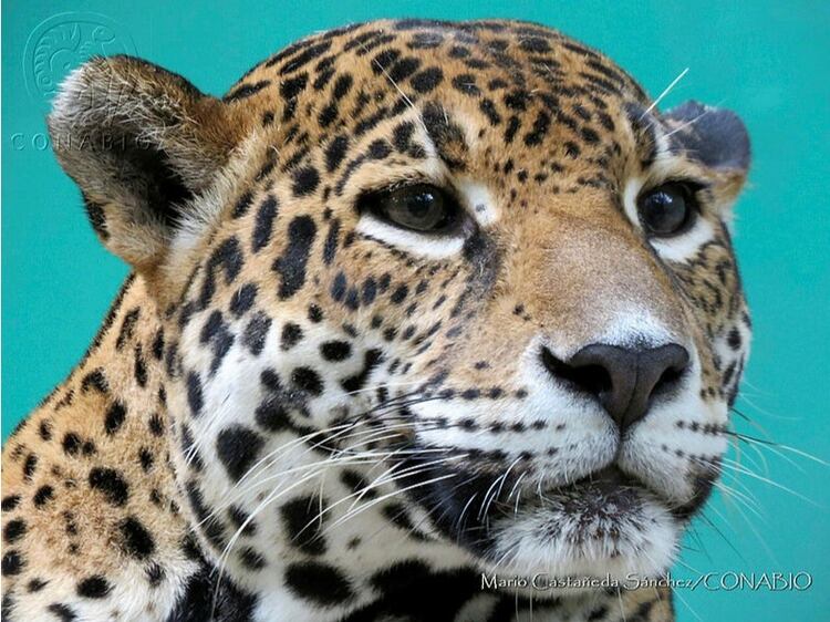 El jaguar, el teporingo, el perrito de la pradera o el ajolote están entre las especies con una extremadamente grave situación de extinción Foto: Conabio