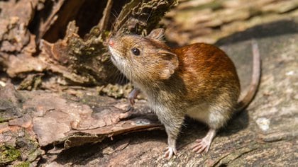 Los roedores pueden ser un reservorio de virus, como el hantavirus (Shutterstock.com)