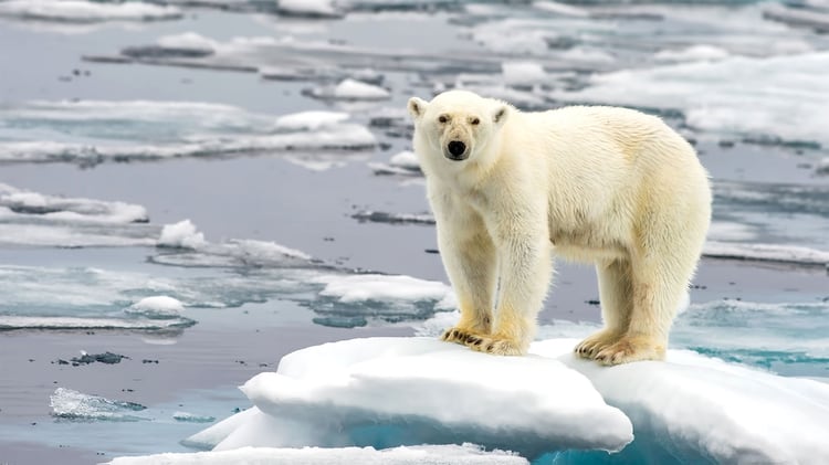 Un oso polar sobre una banquisa (Foto: FloridaStock/Shutterstock)