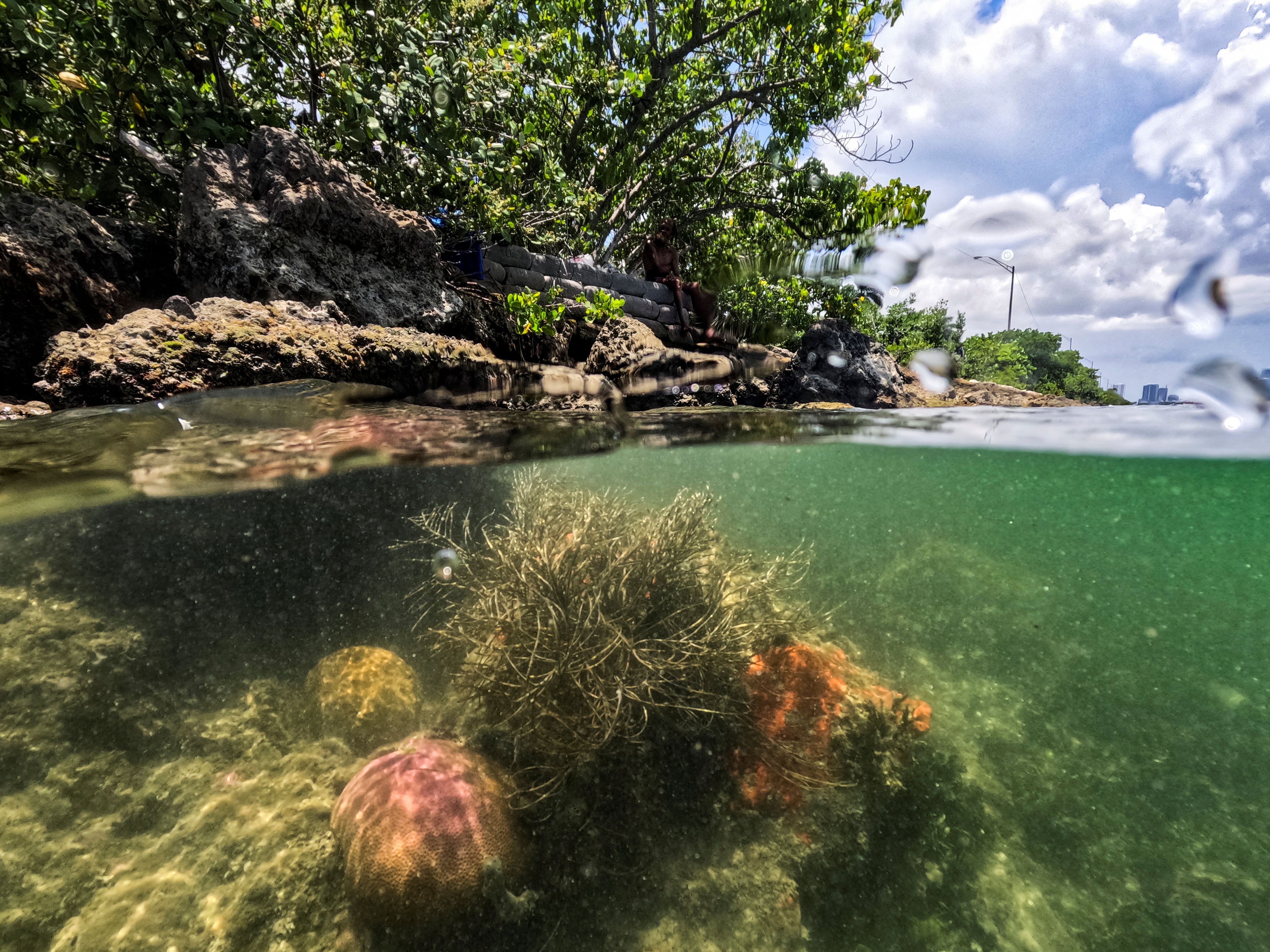 Corales blanqueados y prsperos se encuentran debajo del Puerto de Miami, sobre el cual se encuentra un campamento para personas sin hogar en Miami, Florida, EE. UU., 14 de julio de 2023. REUTERS/Maria Alejandra Cardona