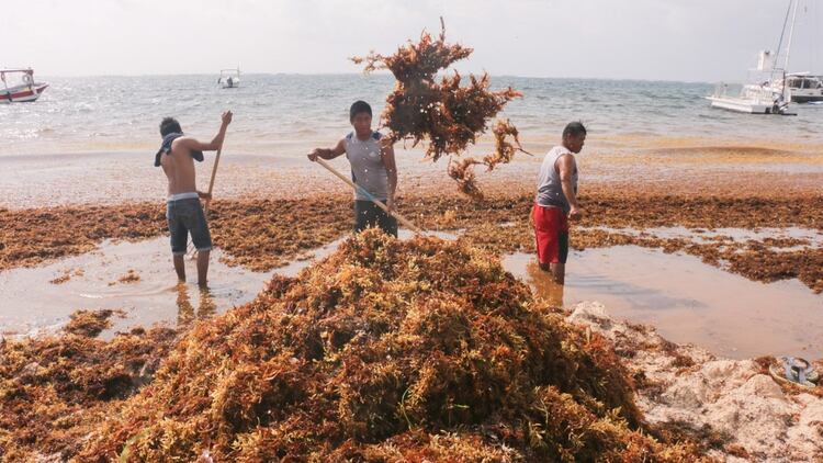 El estado de Quintana Roo es el más afectado por el recale de sargazo, que ha aumentado desde 2015 (Foto: Elizabeth Ruiz /Cuartoscuro)